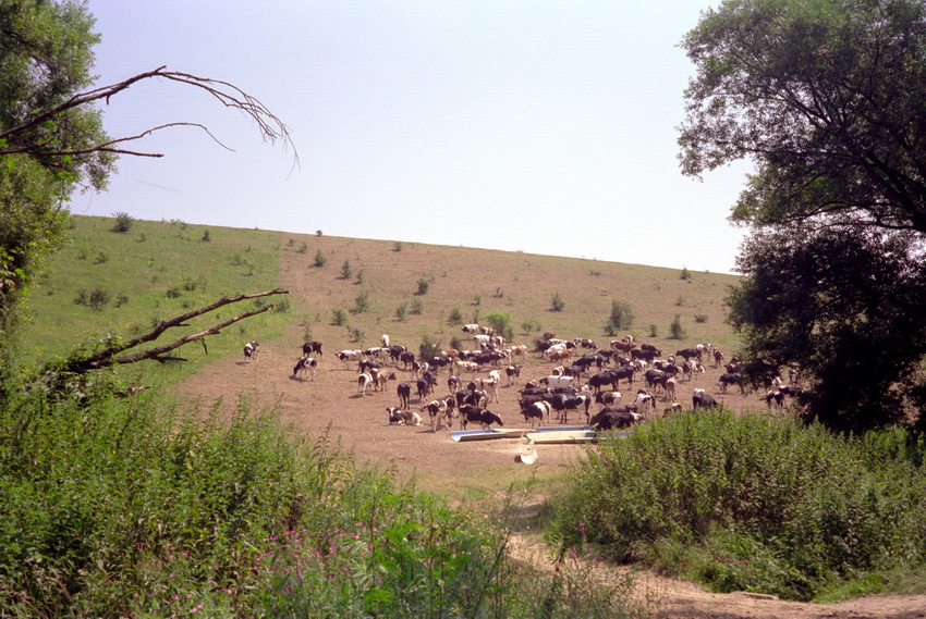 foto
