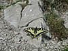 ~Hegyilepke~ 1800 m-en!