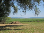 foto"