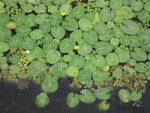 foto"