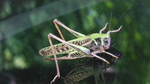 foto"