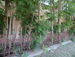 foto"